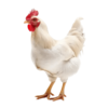 Птицы