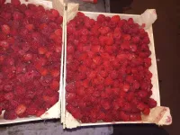 малина сорт полька 1
