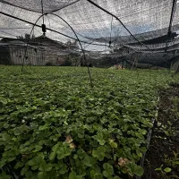 рассада клубника альбион альба азия 2