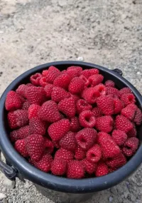 Малина 1