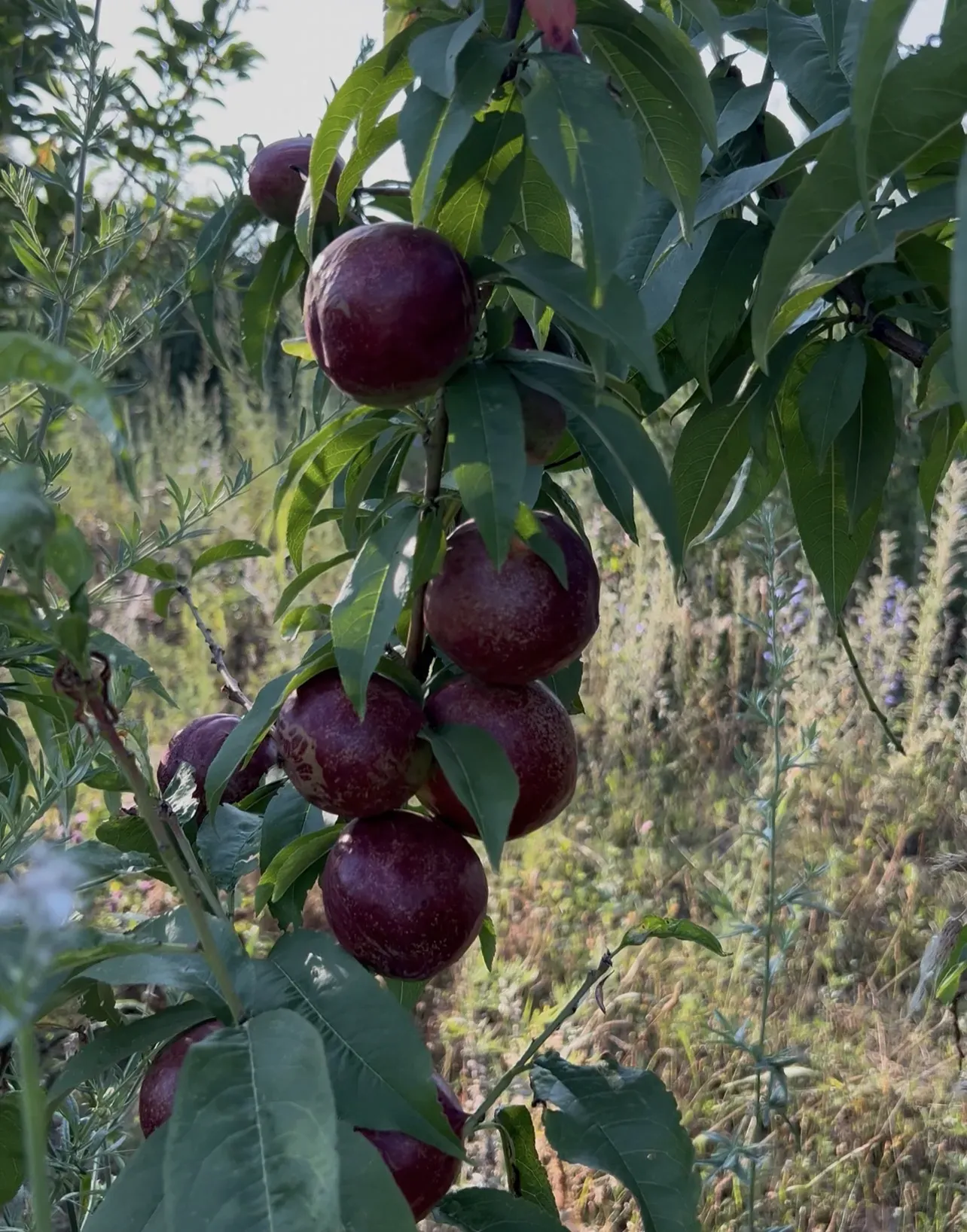 Шабдалы