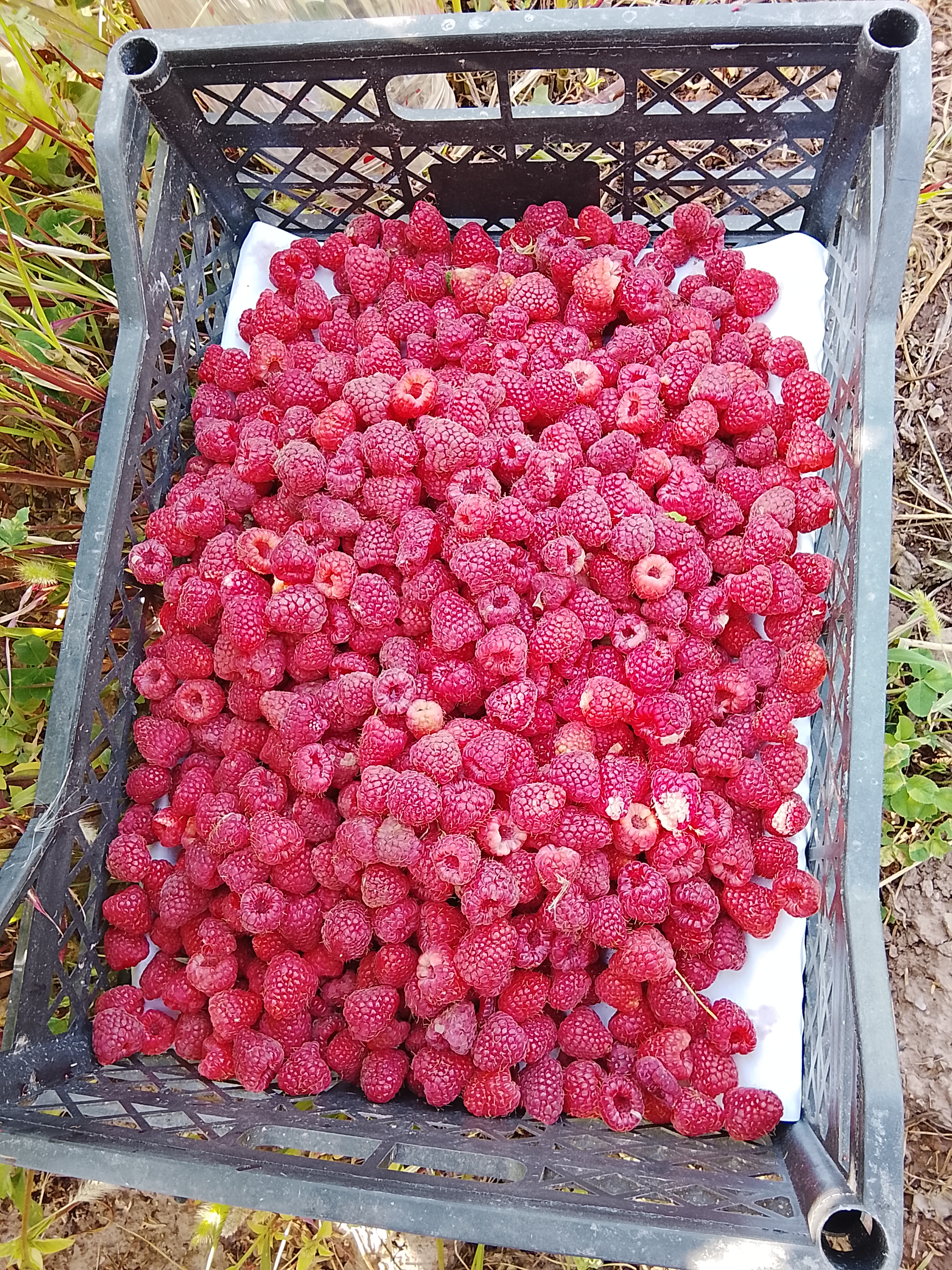 Полька 1
