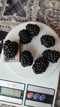 Ежемалина 2