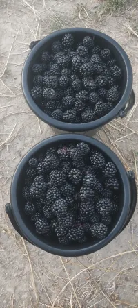 Эжемалина 1