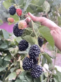 Ежемалина 1