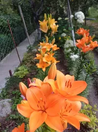 Лилия 1