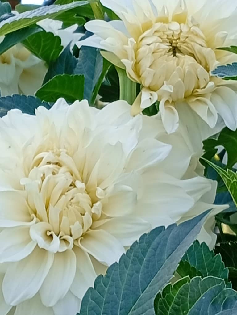 Георгина голландский (цветы) 4