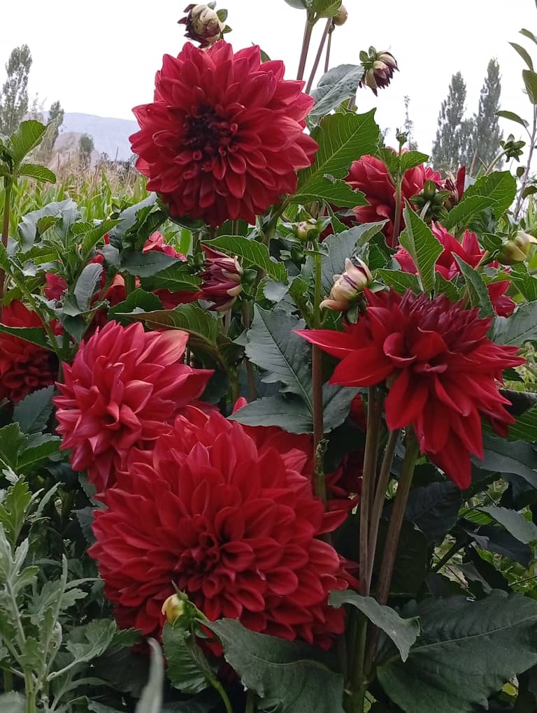 Георгина голландский (цветы) 3
