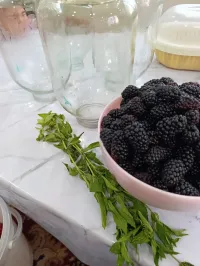 Ежевика 1