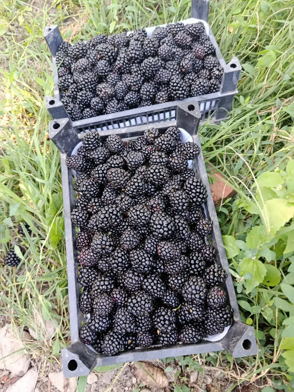 Ежевика