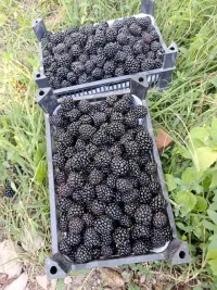 Ежевика 1