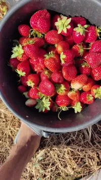Кулубника 2