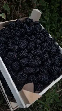 Ежемалина 2