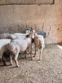 Кой кочкор 3