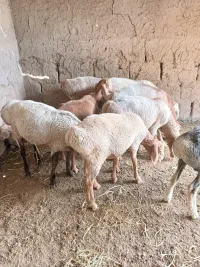 Кой кочкор 1