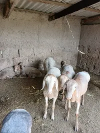 Кой кочкор 2