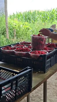 Малина сорт геракл 1
