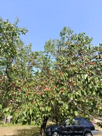Орук 1