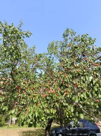 Орук 2