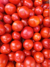 Помидор 1
