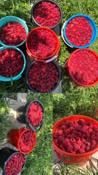 Малина полька 2