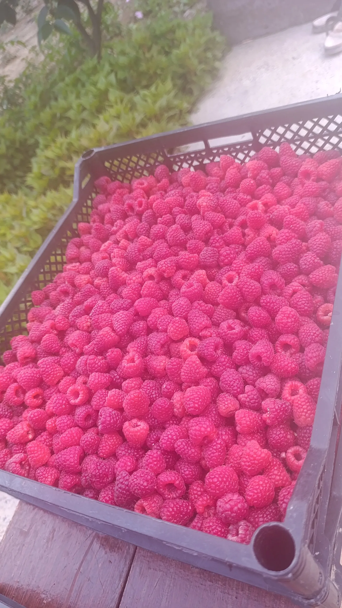 Малина Полька