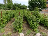 Малина Полька 3