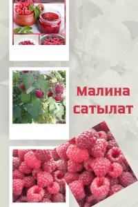 Полька малина сатылат. 3