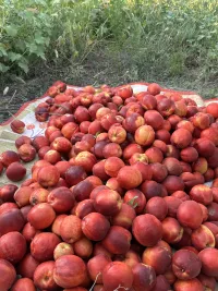 Персик Наргиз 2