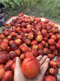 Персик Наргиз 1