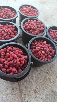 Малина Полька 2
