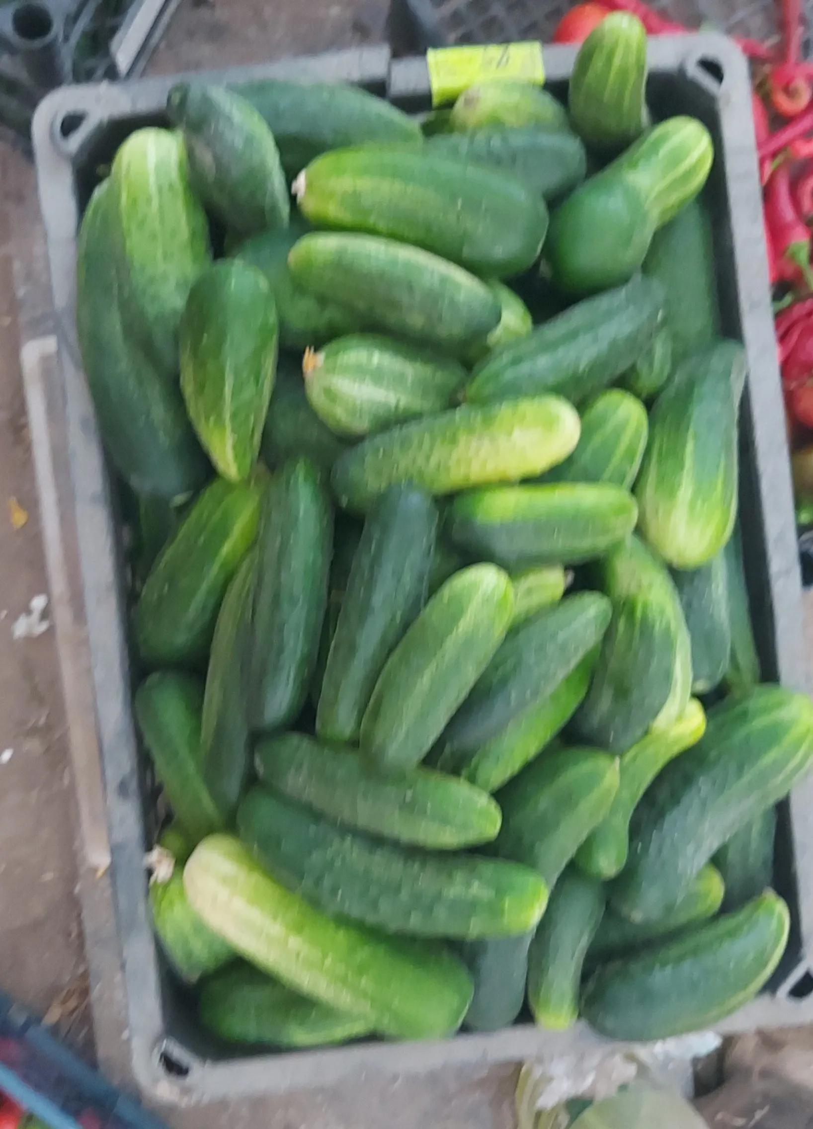 Огурцы