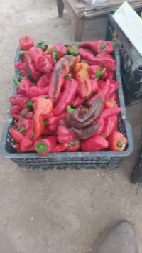 Болгарский перец 1