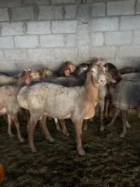 Козу кочкор 1
