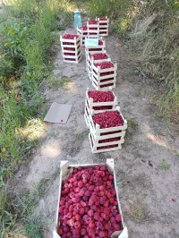 Малина 2