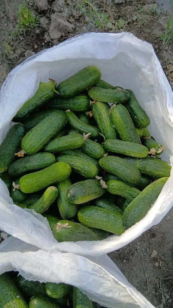 Огурцы