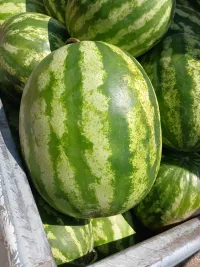 Дарбыз 2