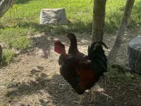 Курица, Петух 1