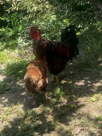 Курица, Петух 4