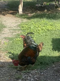 Курица, Петух 3