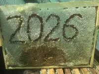 Бал Асел 2