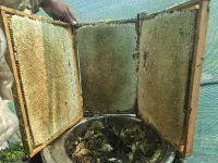 Бал Асел 3