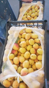 Морожный аппарат 1