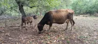 Крс 1