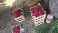Малина сладкая 1