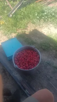 Малина сладкая 2
