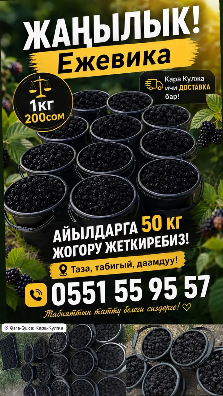 Ежевика