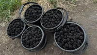 Ежевика 3