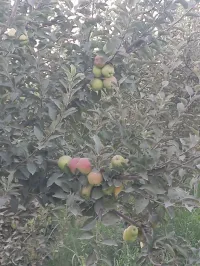 Яблоко 2
