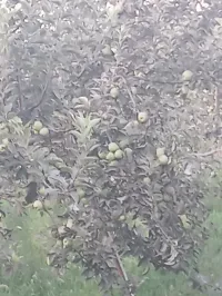 Яблоко 1